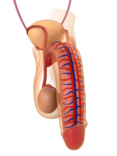 структура на пениса